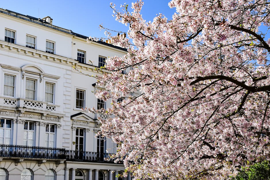 A blooming cherry blossom tree with light pink flowers and dark branches extends across the foreground, partially shielding a white Victorian-style building with decorative molding, tall windows, and
