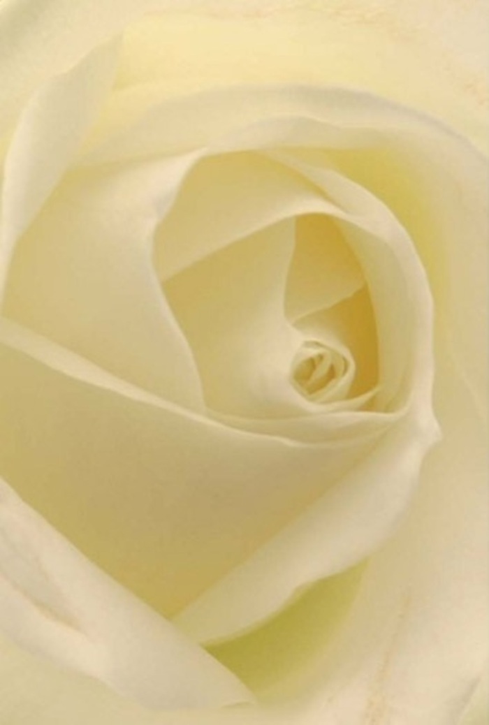 Viewed in exquisite close-up, this classic white rose, freshly selected by a Temple florist, reveals an interplay of softness and intricate layering that speaks to sophistication. Shades of warm cream and subtle pure white blend across petals arranged in a mesmerizing spiral, echoing the gentle natural light filtering in as if through the arches of the nearby Temple Church. Each petal is luminescent from within-smooth as the surface of fine porcelain yet edged with nature's own organic brushstroke. The overall composition exudes tranquility, making it a perfect offering for the most heartfelt occasions: a romantic gesture inspired by walks along Middle Temple Lane, a sincere apology crafted with empathy, or an elegant centrepiece for an event held in the legal heart of the City. The perfectly aligned core radiates purity and gentle strength, while shadows and colour shifts bring elevation to its understated beauty. This rose conveys more than visual splendor; it brings forth a soft, uplifting fragrance-clean and serene-resonating with anyone who seeks to convey sincerity or celebrate a quiet milestone in this storied part of London.